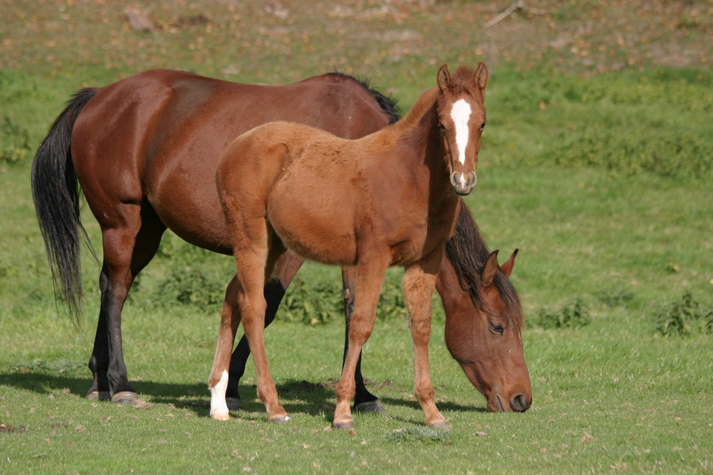 White Rocks Farm in Seal and Weald, Kent